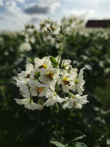 Bellegem, West-Vlaanderen (België)